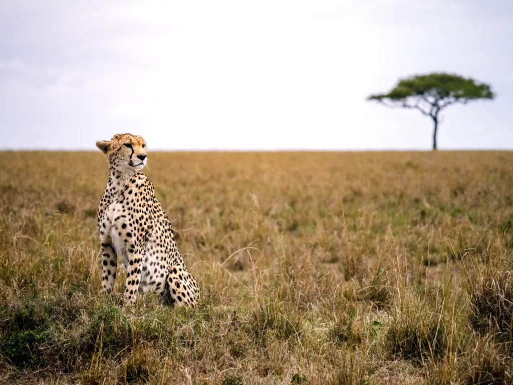 Ultimate Big Five Safari Escape