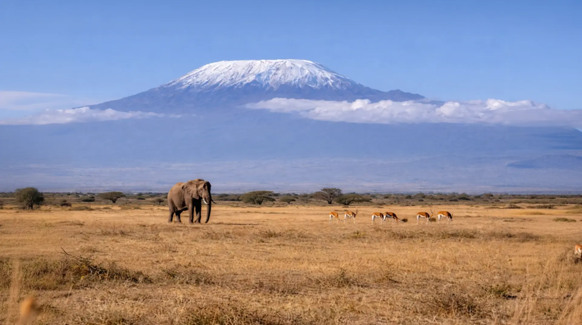 The Great Safari Journey