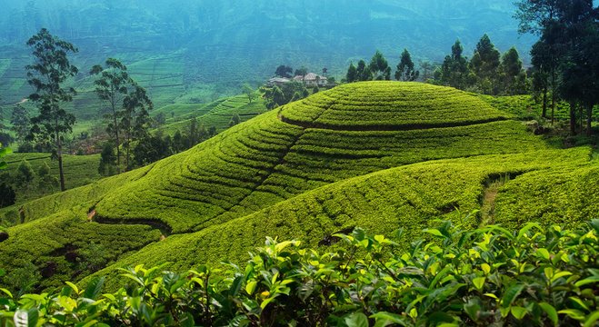 Tea Trails & Ocean Tales