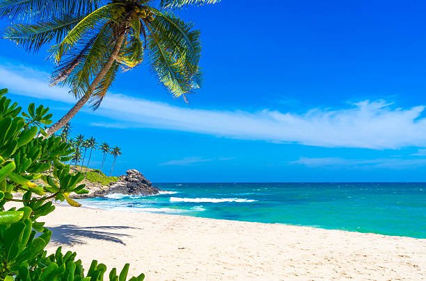 Discover the Island’s Finest