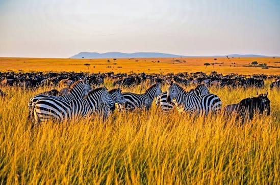 Masai Mara  Safari and Cultural Experience 