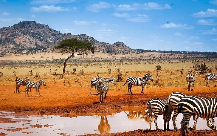Safari Uncovered – Forests, Lakes & the Mara
