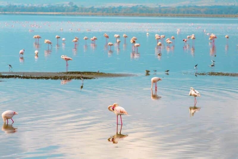 Discover Kenya: Wild to Water Safari